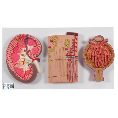 3B SCIENTIFIC Kidney Sect., Nephrons, Blood - w/ 3B Smart Anatomy 1000299